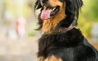 Ховаварт ховаварт порода собак. Ховаварт порода собак.