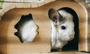 Лучшие клички для шиншилл. Как подобрать имя, чтобы зверек знал, как его зовут