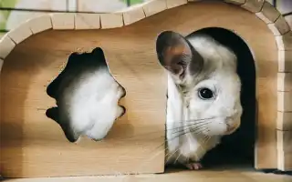 Лучшие клички для шиншилл. Как подобрать имя, чтобы зверек знал, как его зовут