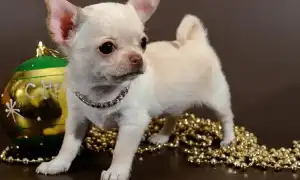 Особенности породы собак «Чихуахуа» мини: характери питомцев и отзывы владельцев. Чихуахуа мини фото.