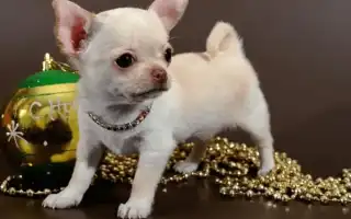 Особенности породы собак «Чихуахуа» мини: характери питомцев и отзывы владельцев. Чихуахуа мини фото.