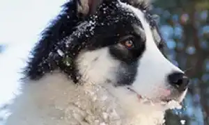 Якутская лайка