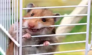 Почему хомяк грызет клетку и как его отучить. Почему хомяк грызет клетку.