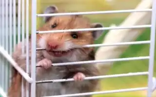Почему хомяк грызет клетку и как его отучить. Почему хомяк грызет клетку.