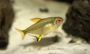 Аквариумные рыбки тетры