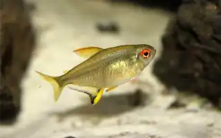 Аквариумные рыбки тетры