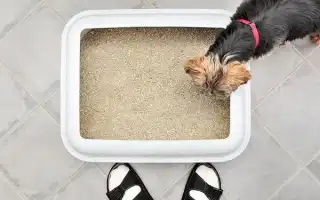 Уход за йоркширским терьером – содержание, как ухаживать за йорком. Йоркширский терьер уход.