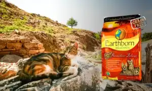 Чем кормить британского котенка