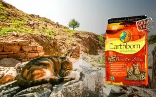 Чем кормить британского котенка