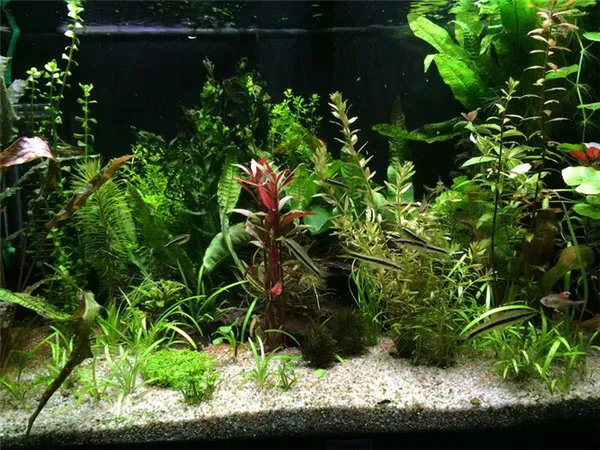 Оформление аквариума своими руками: советы от дизайнеров-аквариумистов. Аквариум 150 литров. 6