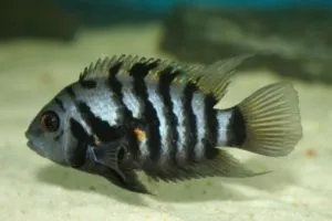 Чернополосая цихлазома