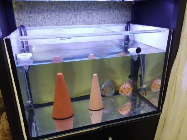 Оформление аквариума своими руками: советы от дизайнеров-аквариумистов. Аквариум 150 литров. 2