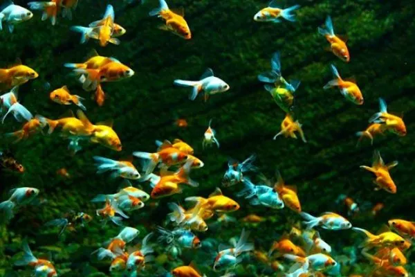 Аквариумные рыбки
