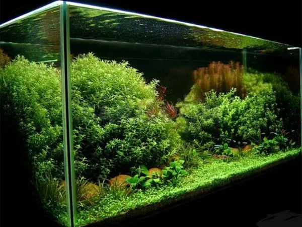 красивый аквариум