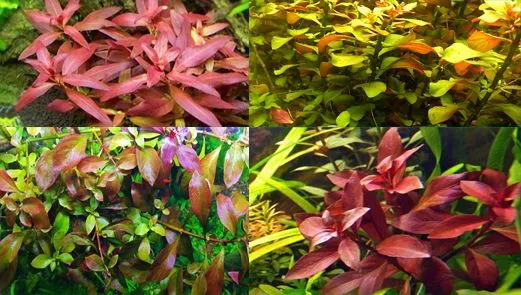 Людвигия перуанская