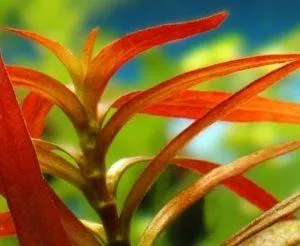 Людвигия бревипес