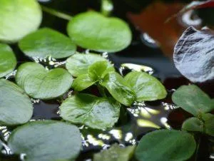 Людвигия плавающая