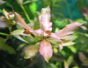 Людвигия болотная