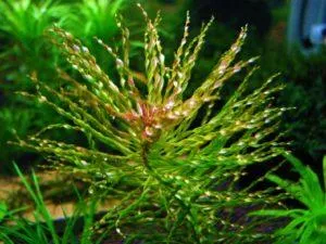 Людвигия торнадо