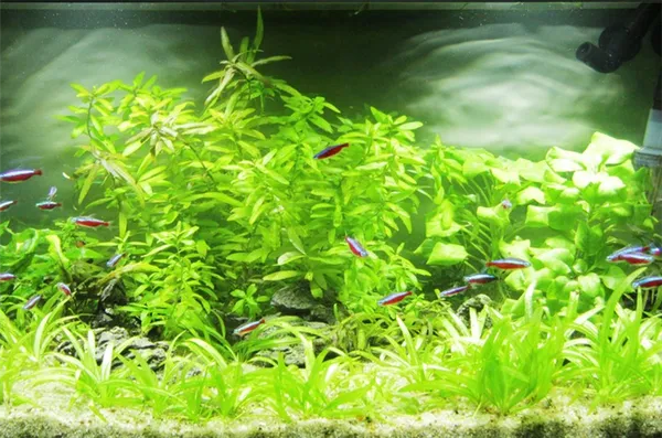 Людвигию ползучую высаживают обычно на заднем плане аквариума