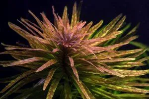 Людвигия инклината Куба