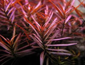 Людвигия аркуата