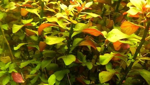 Людвигия Ползучая