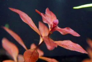 Людвигия супер ред