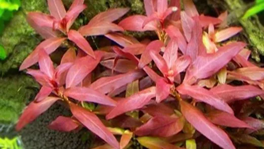 Людвигия Перуанская