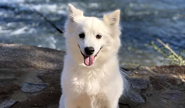 Американский эскимосский шпиц здоровье и болезни