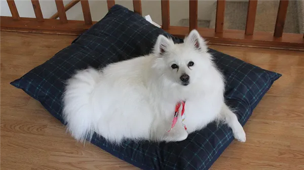 Американский эскимосский шпиц