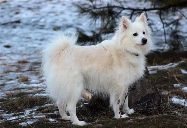 Американский эскимосский шпиц - Эски