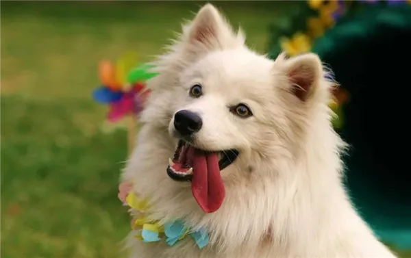 фото белого шпица