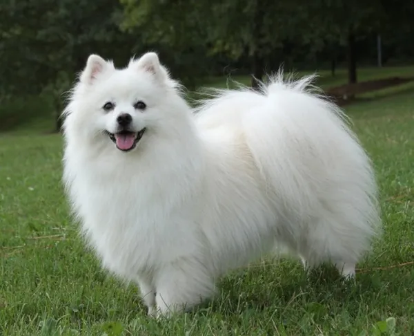По стандартам породы шерсть у собак должна быть густой и длинной