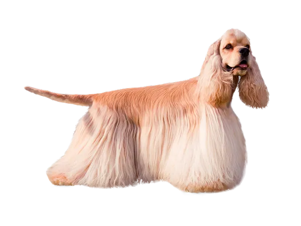 изображение Американского водяного спаниеля