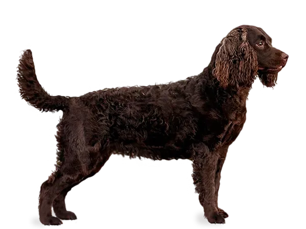 фотография Американский водяной спаниель
