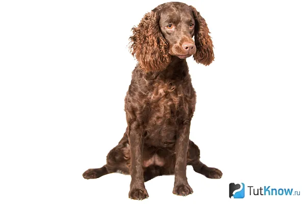Особенности внешнего стандарта американского водяного спаниеля
