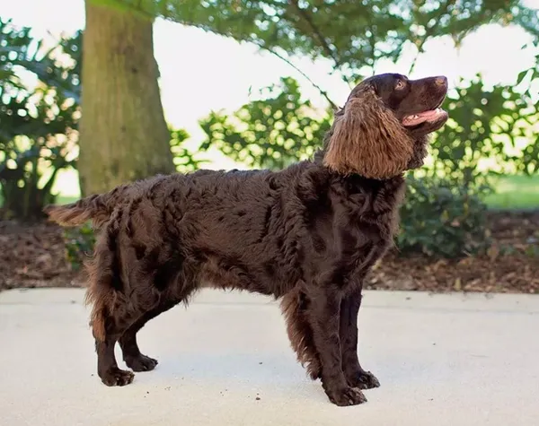фотография Американского водяного спаниеля