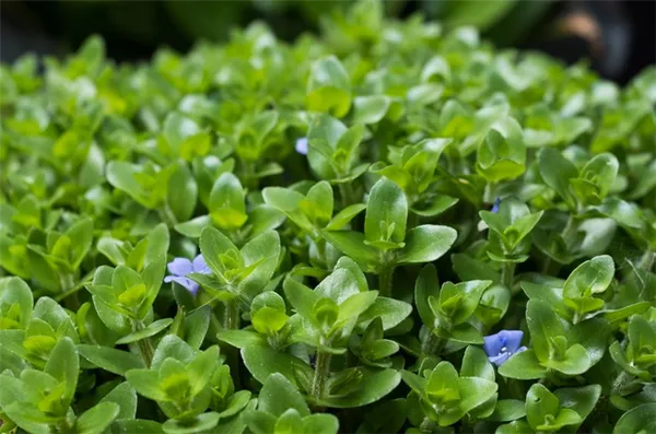 Бакопа: описание аквариумных видов и их содержание. Бакопа фото цветов. 7