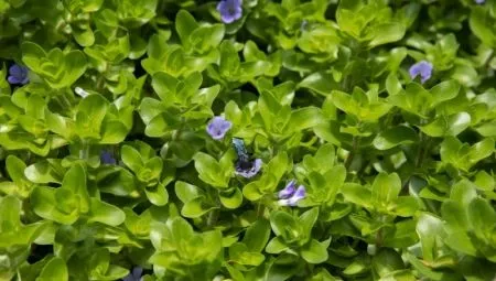 Бакопа: описание аквариумных видов и их содержание 