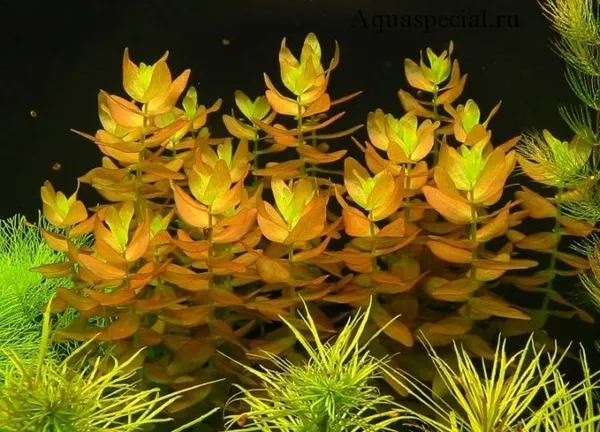 Бакопа: описание аквариумных видов и их содержание. Бакопа фото цветов. 11