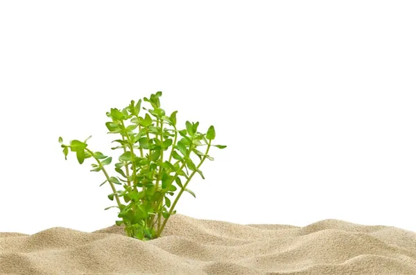 Бакопа: описание аквариумных видов и их содержание. Бакопа фото цветов. 6