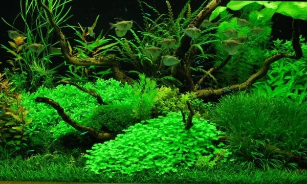 Бакопа: описание аквариумных видов и их содержание. Бакопа фото цветов. 2