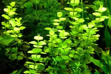 Бакопа: описание аквариумных видов и их содержание. Бакопа фото цветов. 12