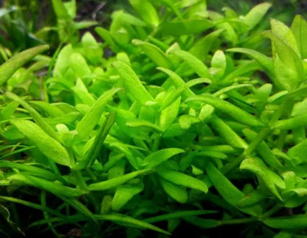 Бакопа: описание аквариумных видов и их содержание. Бакопа фото цветов. 10