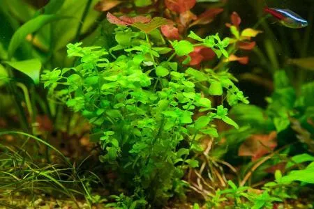 Бакопа: описание аквариумных видов и их содержание. Бакопа фото цветов. 8