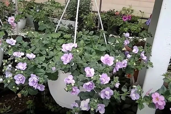 Растение в кашпо