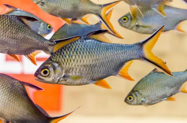 Лещевидного барбуса необходимо содержать группами