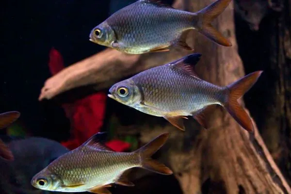 барбусы лещевидные