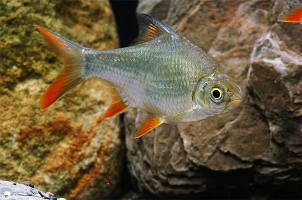 Барбус лещевидный. Внешний вид.